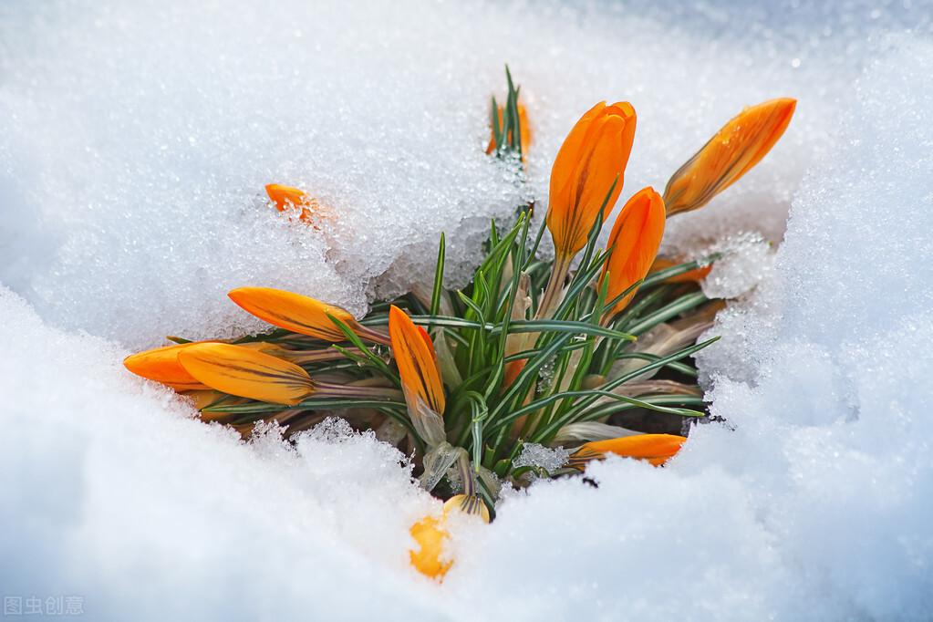 雪水浇花好不好（浇花好处多)