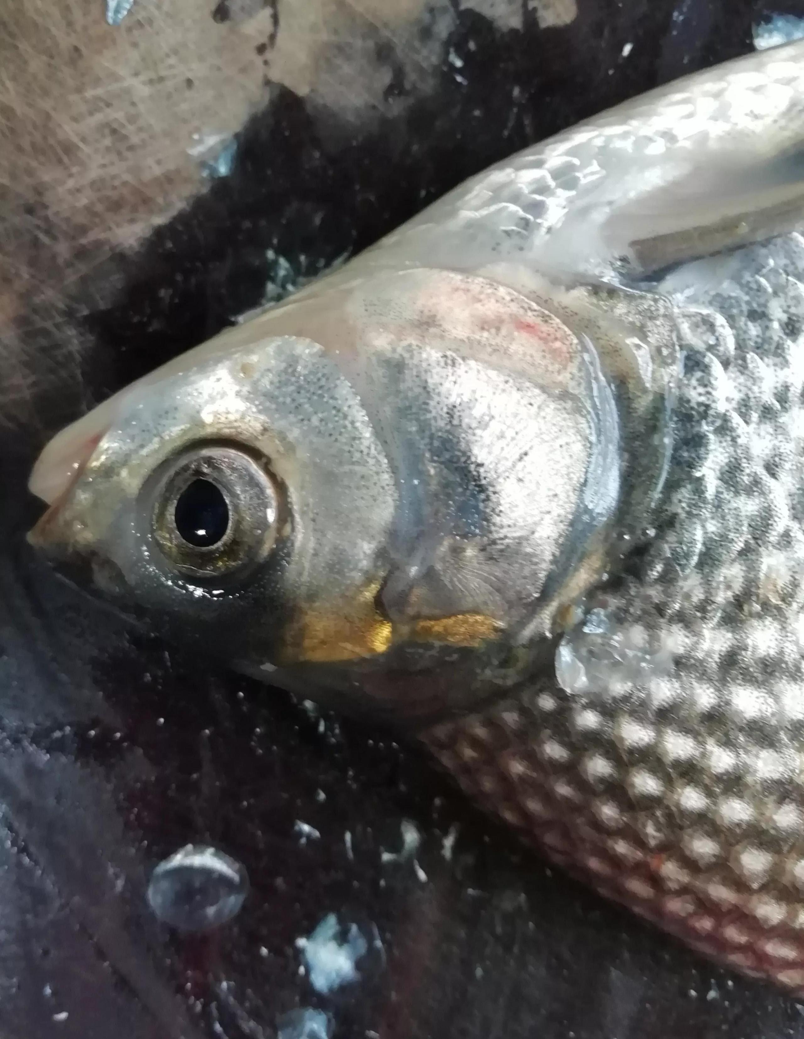 鳊鱼是淡水鱼还是海水鱼（教你烹饪鳊鱼技巧）