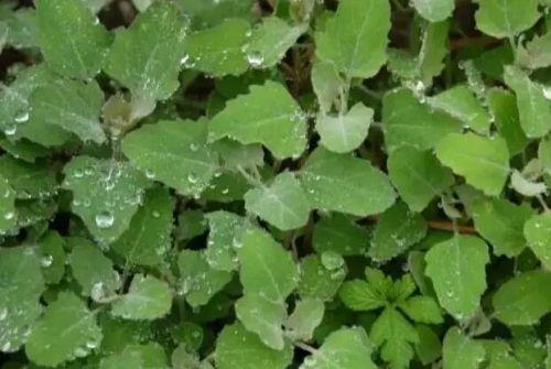 柳蒿芽的作用与功效 「柳蒿芽的作用与副作用」
