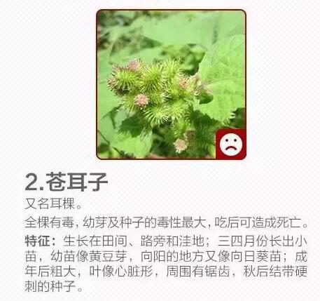 柳蒿芽的作用与功效 「柳蒿芽的作用与副作用」