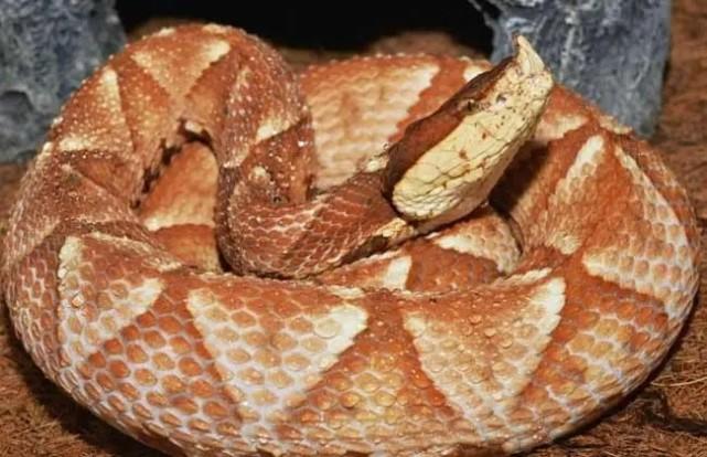 七步蛇是什么蛇（蟒蛇为什么喜欢缠女人）