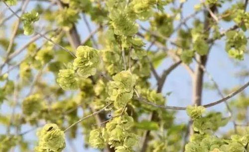 柳蒿芽的作用与功效 「柳蒿芽的作用与副作用」