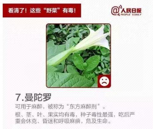 柳蒿芽的作用与功效 「柳蒿芽的作用与副作用」