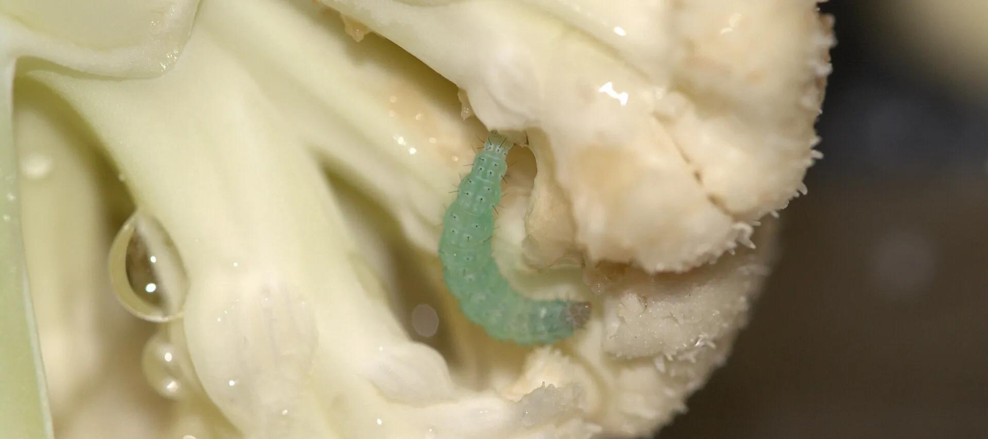 花菜开花了还能不能吃 菜花开花了还能吃么 花菜开花了还能不能吃 菜花开花了还能吃么