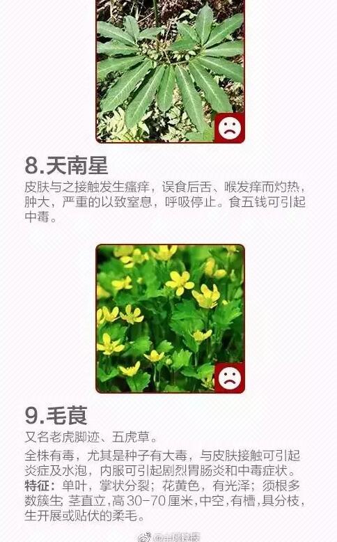 柳蒿芽的作用与功效 「柳蒿芽的作用与副作用」