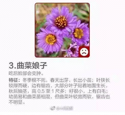 柳蒿芽的作用与功效 「柳蒿芽的作用与副作用」