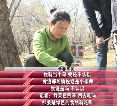 柳蒿芽的作用与功效 「柳蒿芽的作用与副作用」