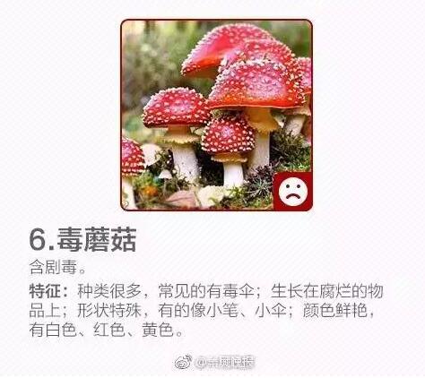 柳蒿芽的作用与功效 「柳蒿芽的作用与副作用」