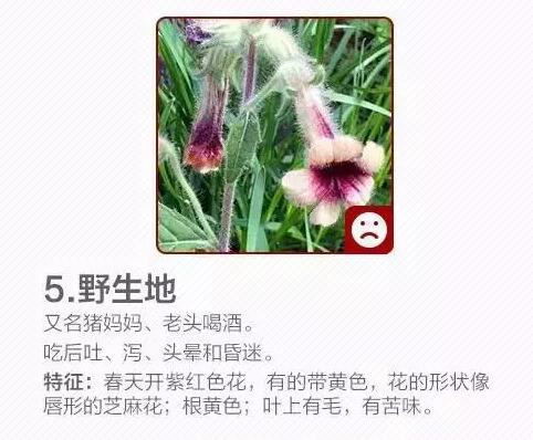 柳蒿芽的作用与功效 「柳蒿芽的作用与副作用」