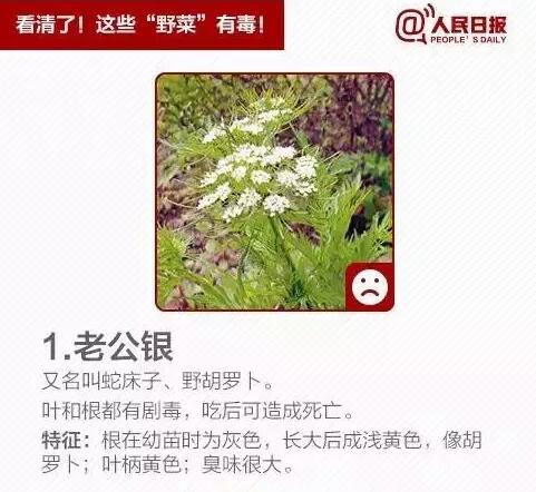 柳蒿芽的作用与功效 「柳蒿芽的作用与副作用」