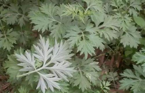 柳蒿芽的作用与功效 「柳蒿芽的作用与副作用」