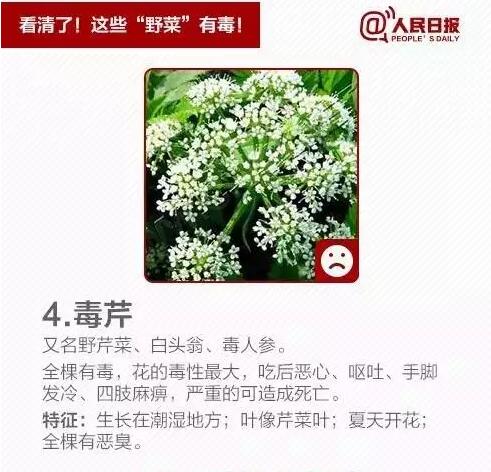柳蒿芽的作用与功效 「柳蒿芽的作用与副作用」