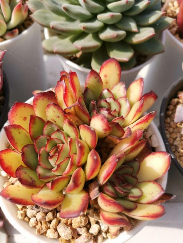 虹之玉怎么浇水,黄丽多肉植物图片? 虹之玉怎么浇水,黄丽多肉植物图片?