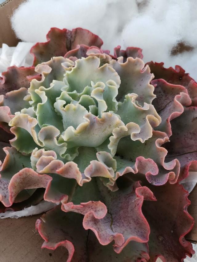 虹之玉怎么浇水,黄丽多肉植物图片? 虹之玉怎么浇水,黄丽多肉植物图片?
