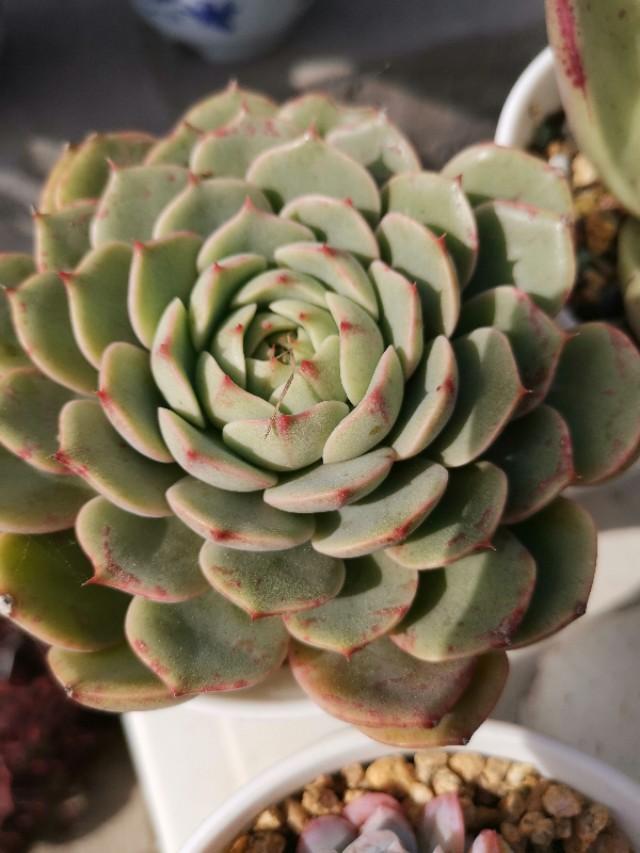 虹之玉怎么浇水,黄丽多肉植物图片? 虹之玉怎么浇水,黄丽多肉植物图片?