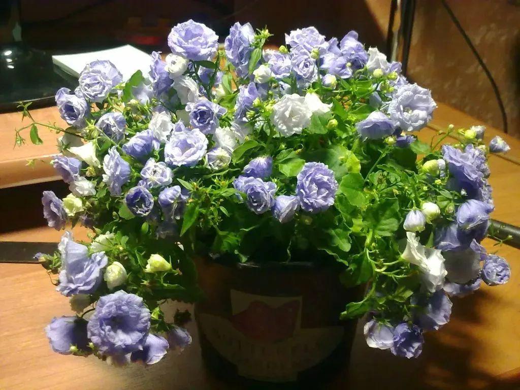 风铃草的繁殖方法，丹麦风铃草开完花就不要了吗？