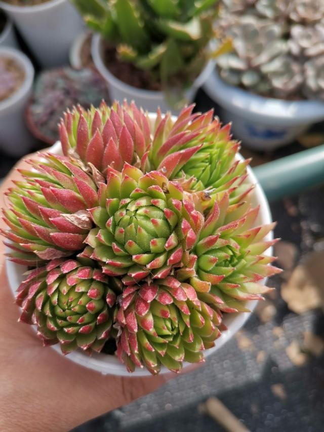 虹之玉怎么浇水,黄丽多肉植物图片? 虹之玉怎么浇水,黄丽多肉植物图片?