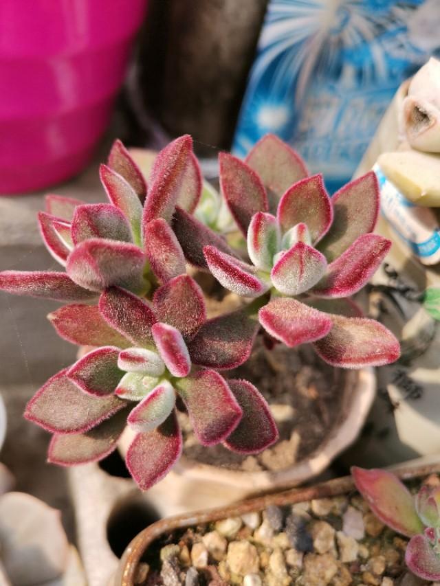 虹之玉怎么浇水,黄丽多肉植物图片? 虹之玉怎么浇水,黄丽多肉植物图片?