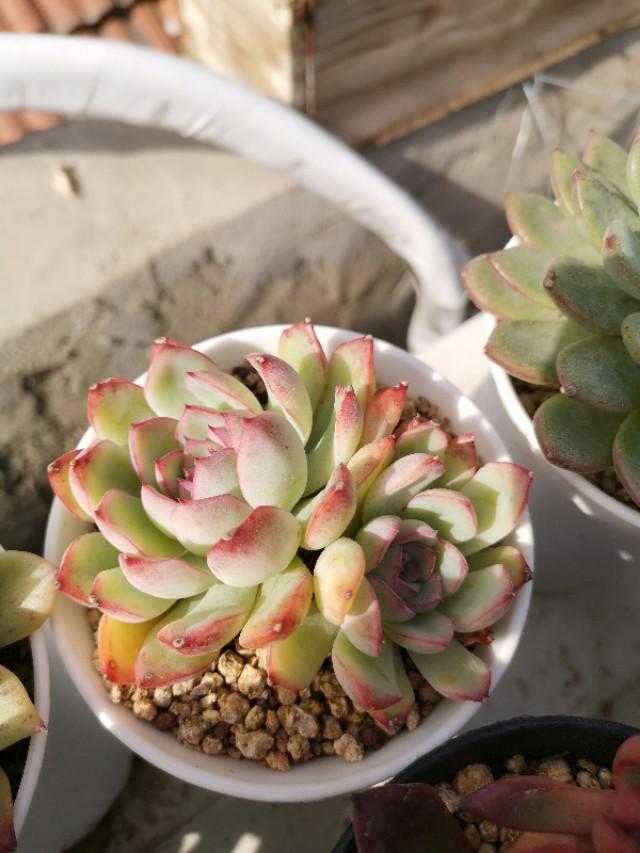 虹之玉怎么浇水,黄丽多肉植物图片? 虹之玉怎么浇水,黄丽多肉植物图片?