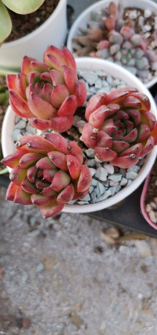 虹之玉怎么浇水,黄丽多肉植物图片? 虹之玉怎么浇水,黄丽多肉植物图片?