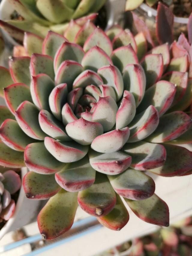 虹之玉怎么浇水,黄丽多肉植物图片? 虹之玉怎么浇水,黄丽多肉植物图片?