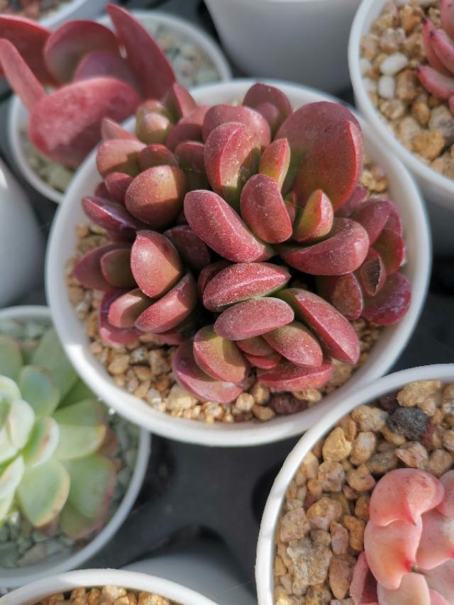 虹之玉怎么浇水,黄丽多肉植物图片? 虹之玉怎么浇水,黄丽多肉植物图片?
