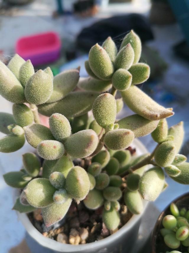 虹之玉怎么浇水,黄丽多肉植物图片? 虹之玉怎么浇水,黄丽多肉植物图片?