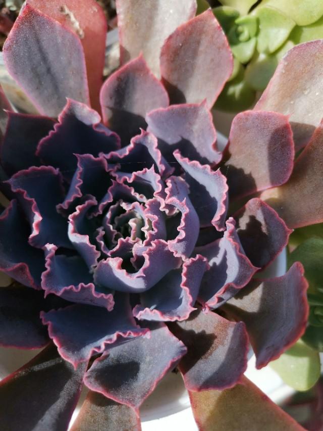 虹之玉怎么浇水,黄丽多肉植物图片? 虹之玉怎么浇水,黄丽多肉植物图片?