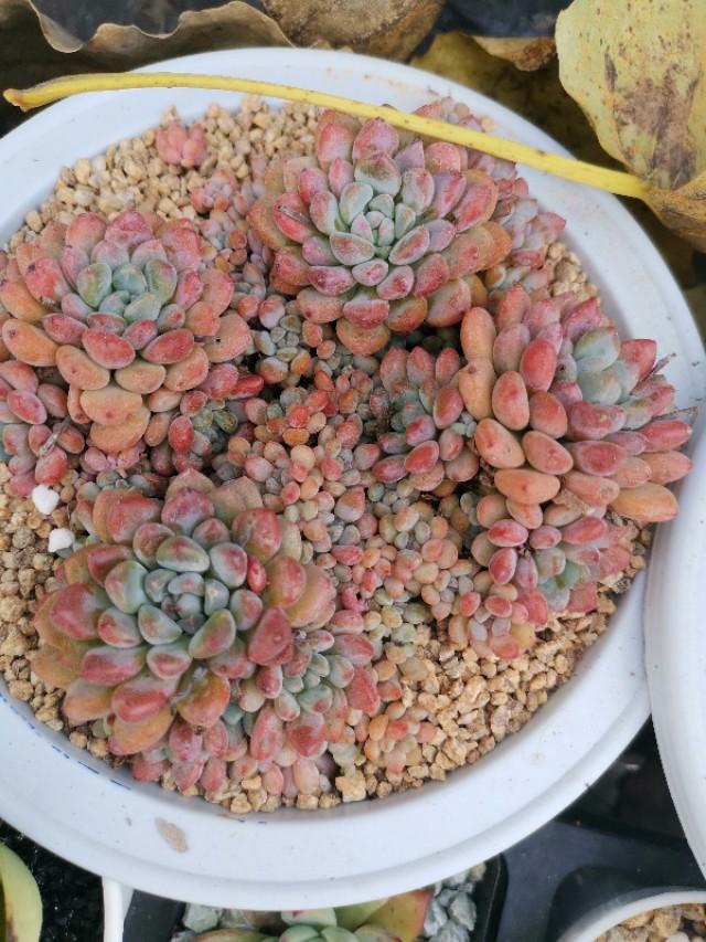 虹之玉怎么浇水,黄丽多肉植物图片? 虹之玉怎么浇水,黄丽多肉植物图片?