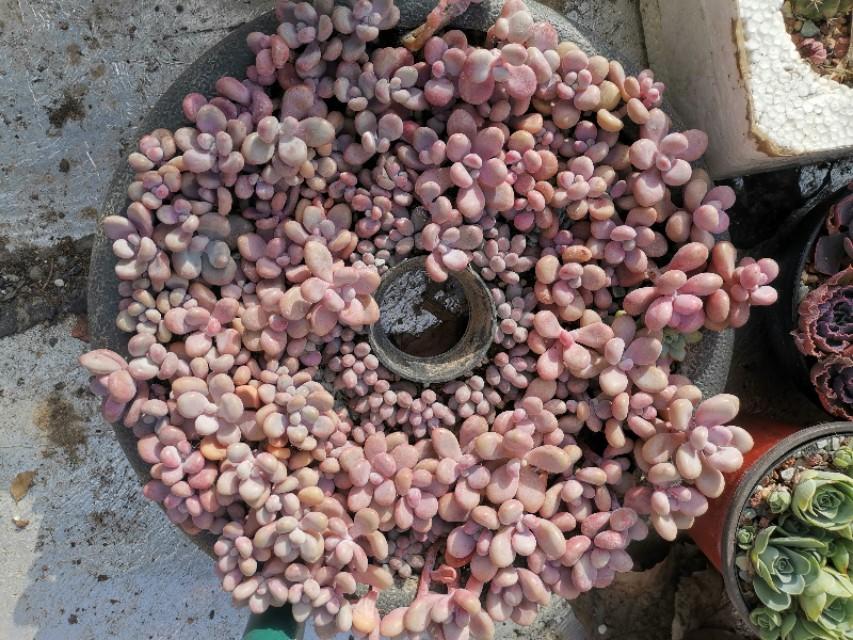 虹之玉怎么浇水,黄丽多肉植物图片? 虹之玉怎么浇水,黄丽多肉植物图片?