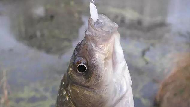 阴天钓鱼钓深还是钓浅