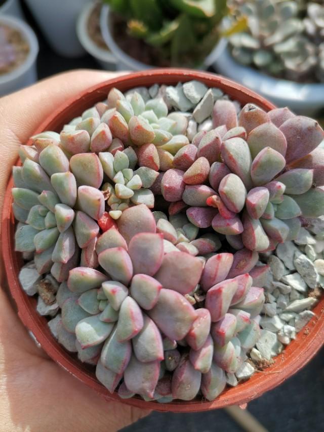虹之玉怎么浇水,黄丽多肉植物图片? 虹之玉怎么浇水,黄丽多肉植物图片?