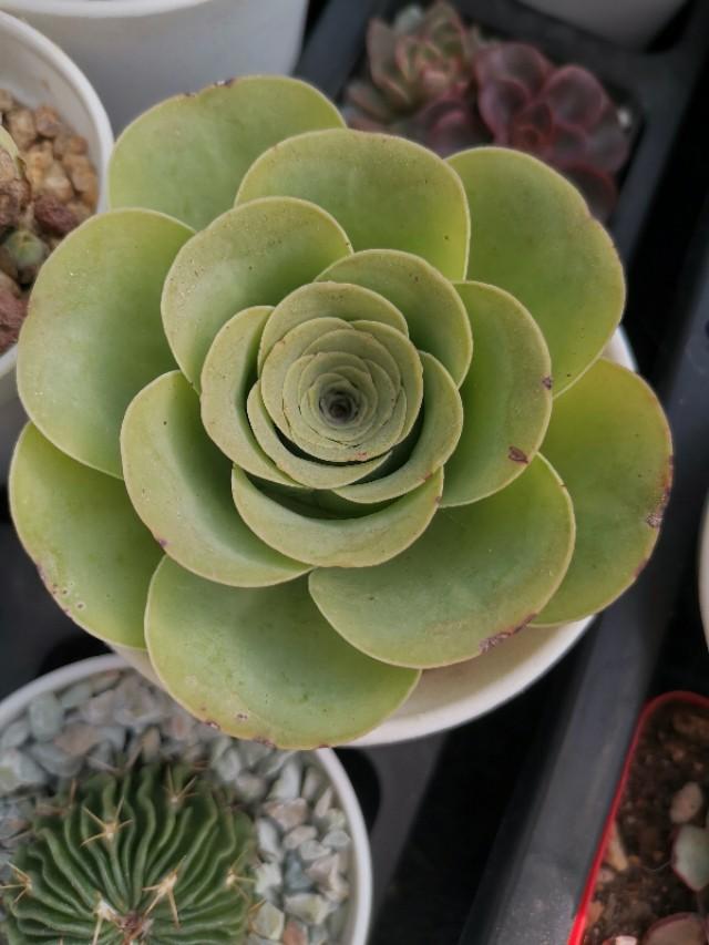 虹之玉怎么浇水,黄丽多肉植物图片? 虹之玉怎么浇水,黄丽多肉植物图片?