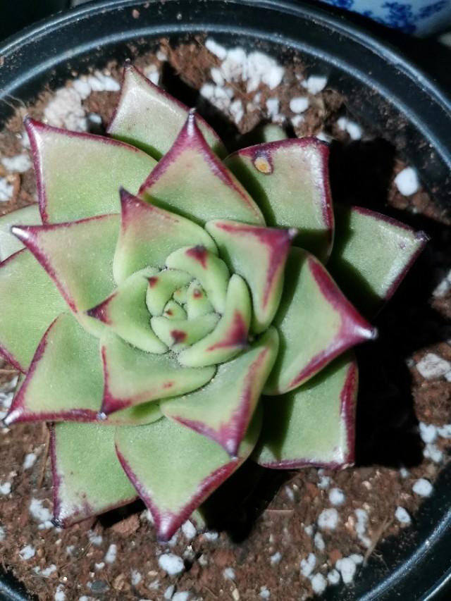 虹之玉怎么浇水,黄丽多肉植物图片? 虹之玉怎么浇水,黄丽多肉植物图片?