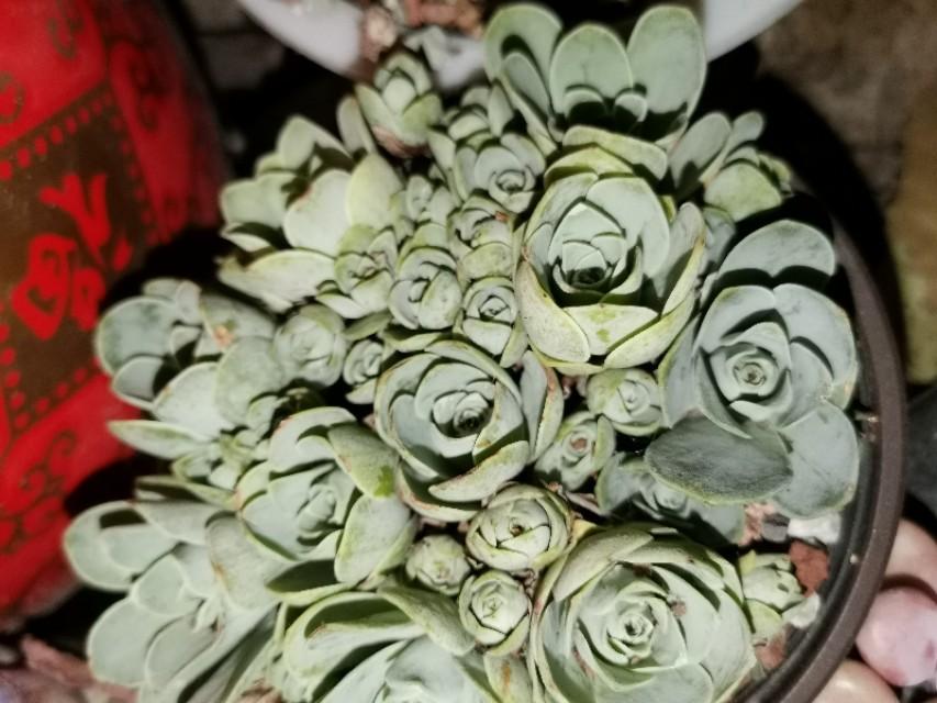 虹之玉怎么浇水,黄丽多肉植物图片? 虹之玉怎么浇水,黄丽多肉植物图片?