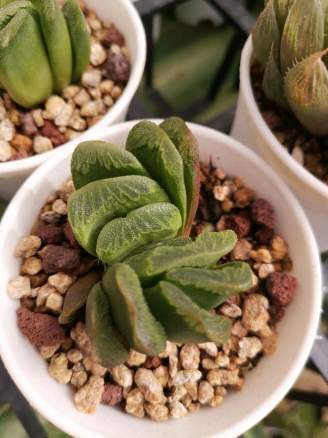 虹之玉怎么浇水,黄丽多肉植物图片? 虹之玉怎么浇水,黄丽多肉植物图片?