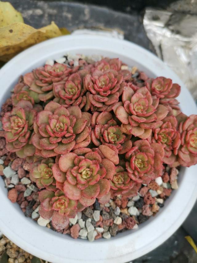 虹之玉怎么浇水,黄丽多肉植物图片? 虹之玉怎么浇水,黄丽多肉植物图片?