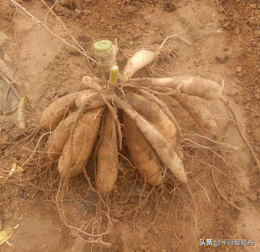 大丽花怎么过冬，冬天用挖出来吗，大丽花能活几年?