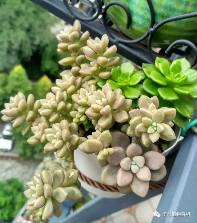 碧玉莲如何度夏,碧玉莲叶子瘪了怎么办? 碧玉莲如何度夏,碧玉莲叶子瘪了怎么办?