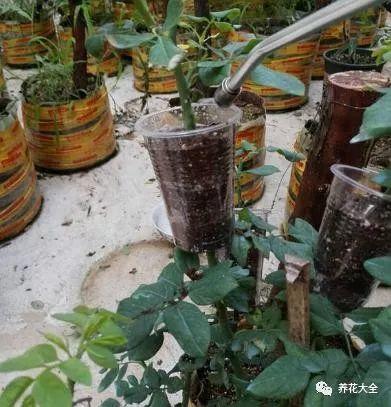 茶梅怎么扦插，茶梅扦插生根最快方法?