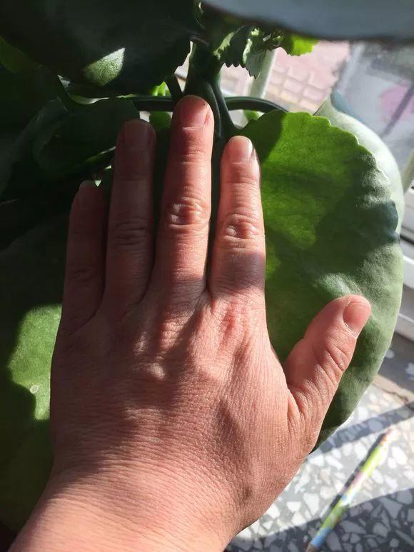 长寿花施肥方法,用什么肥好,长寿花用什么肥好什么时候施肥合适? 长寿花施肥方法,用什么肥好,长寿花用什么肥好什么时候施肥合适?