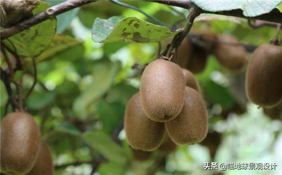长春蔓开花吗，长春蔓和常春藤一样吗?
