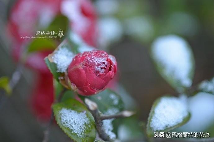 如何使茶梅在圣诞开花，茶梅开白花怎么办?