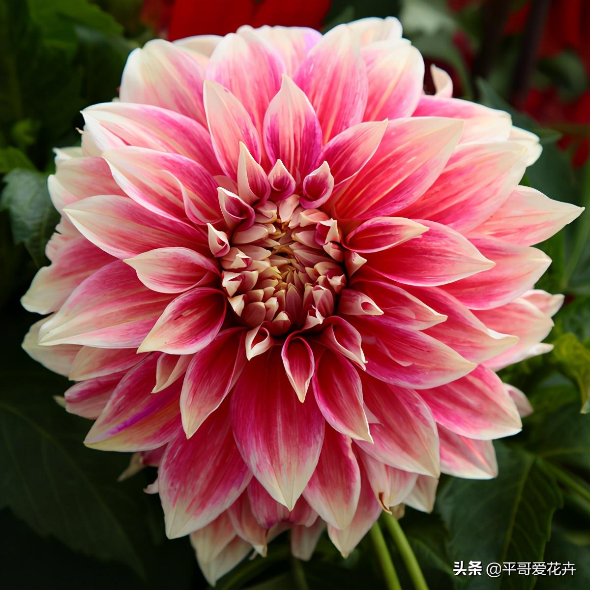 大丽花怎么过冬，冬天用挖出来吗，大丽花能活几年?