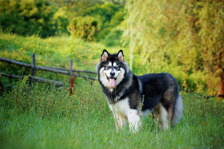 阿拉斯加犬怎么选(阿拉斯加犬怎么挑选) 阿拉斯加犬怎么选(阿拉斯加犬怎么挑选)