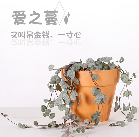 爱之蔓怎么浇水,爱之蔓如何重新移栽? 爱之蔓怎么浇水,爱之蔓如何重新移栽?