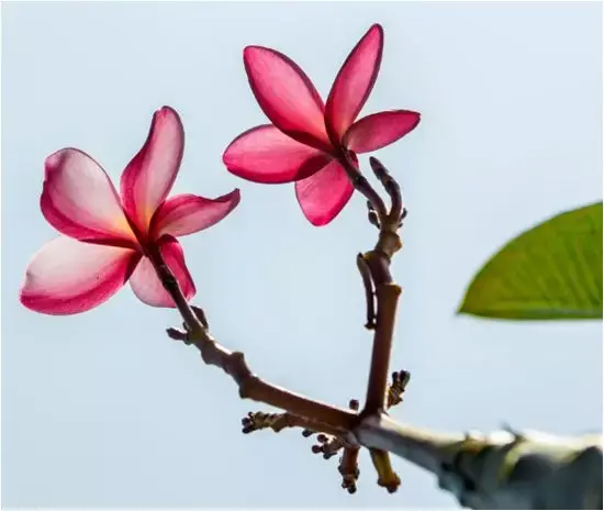 地涌金莲怎么分株，怎么移栽，栀子花几月份移栽?