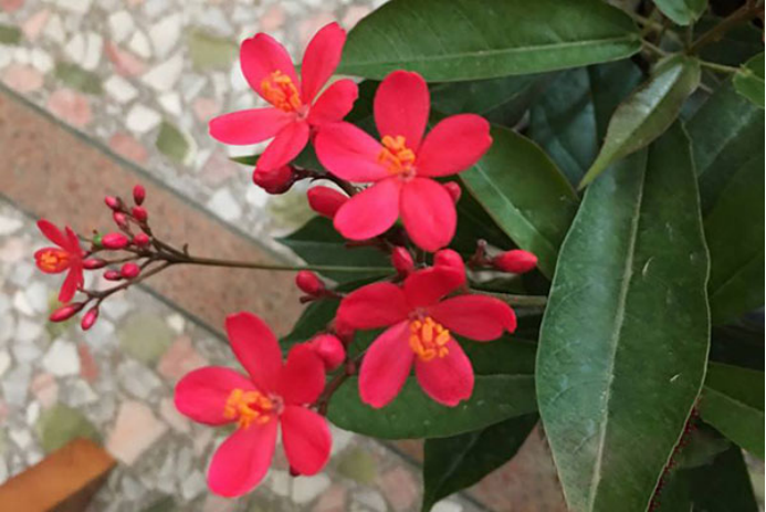 百合没有阳光能开花吗,花期需要晒太阳吗,什么花常年开花又耐阴? 百合没有阳光能开花吗,花期需要晒太阳吗,什么花常年开花又耐阴?