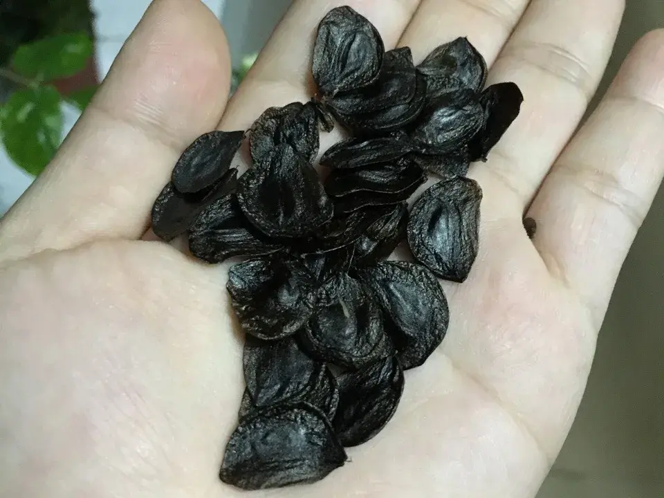 落地生根怎么浇水,落地生根盆栽怎么养? 落地生根怎么浇水,落地生根盆栽怎么养?