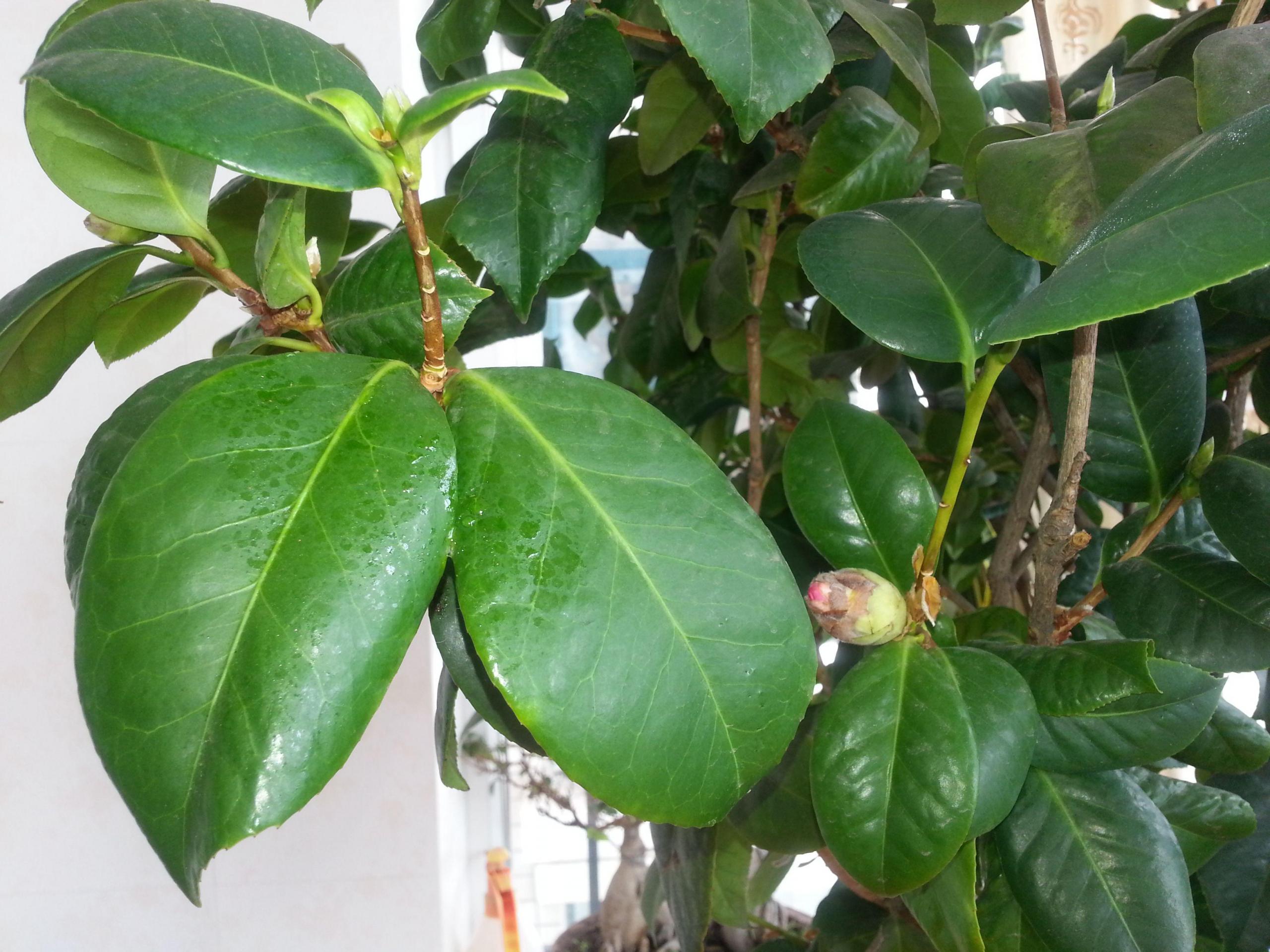 茶花换盆后掉叶怎么办,茶花怎么服盆,茶花叶子掉光了能活吗? 茶花换盆后掉叶怎么办,茶花怎么服盆,茶花叶子掉光了能活吗?
